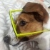 Jack russel terrier 5 yaşında hareketli oyun sever bir dost