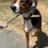Beagle melezi eğitimli oğlan barınakta fotoğraf