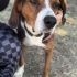 Beagle melezi eğitimli oğlan barınakta fotoğraf