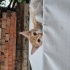3 aylık bebek kedi acil sıcak yuva aranıyor fotoğraf
