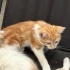 3 aylık bebek kedi acil sıcak yuva aranıyor fotoğraf