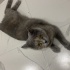 Lili Ücretsiz British Shorthair