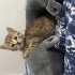 Yavru Kedi 9. haftalık yeni yuvasını ariyor fotoğraf