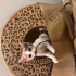 Yerli kısa tüylü, calico desenli, muhtemelen dişi ve çok afacan bir mini kedi. fotoğraf