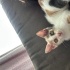 Yerli kısa tüylü, calico desenli, muhtemelen dişi ve çok afacan bir mini kedi. fotoğraf