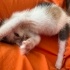 Yerli kısa tüylü, calico desenli, muhtemelen dişi ve çok afacan bir mini kedi. fotoğraf