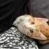 Minnak için çok acil yuva fotoğraf