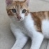 Miniko bir oğlan fotoğraf