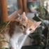 Miniko bir oğlan fotoğraf