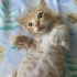 Miniko bir oğlan fotoğraf