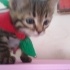 ÇİLEK ÇOK TATLI BİR TEKİR ❤️ fotoğraf
