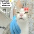 Ücretsiz sahiplenme melodi dünya tatlisi kedi acil yuva fotoğraf
