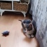 Kardeşlerin zamanı çok kısıtlı acil yuva fotoğraf