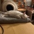 ACİİLL..! ACİİLL ÖTESİ..! KISIR VAN KEDİSİ fotoğraf
