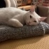 ACİİLL..! ACİİLL ÖTESİ..! KISIR VAN KEDİSİ fotoğraf