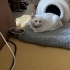 ACİİLL..! ACİİLL ÖTESİ..! KISIR VAN KEDİSİ fotoğraf