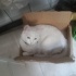 ACİİLL..! ACİİLL ÖTESİ..! KISIR VAN KEDİSİ fotoğraf