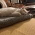 ACİİLL..! ACİİLL ÖTESİ..! KISIR VAN KEDİSİ fotoğraf