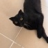 Çok uysal ve akıllı bir kedi fotoğraf