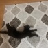 Çok uysal ve akıllı bir kedi fotoğraf