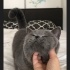 Oğlumuz Baha yeni yuvasını arıyor fotoğraf