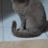 Oğlumuz Tarık yeni yuvasını arıyor fotoğraf