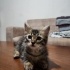 2.5 AYLIK TEKİR KIZ ÖMÜRLÜK YUVASINI ARIYOR fotoğraf
