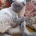 ACİİLL! VETERİNERDEN SCOTTISH FOLD KISIR fotoğraf