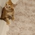 Oğlumuz Cingöz e ömürlük yuva🙏🐱 fotoğraf