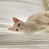 Oyun canlısı sevgi dolu bir kedi fotoğraf