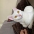 Oyun canlısı sevgi dolu bir kedi fotoğraf
