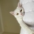 Oyun canlısı sevgi dolu bir kedi fotoğraf