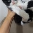 Tekir kardeşlere yuva fotoğraf