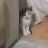 Tekir kardeşlere yuva fotoğraf
