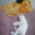 Oğullarım siyah ve beyaz yeni yuvalarını arıyorlar fotoğraf