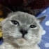 Terkedilmis British Blue yuvasini ariyor fotoğraf