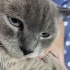 Terkedilmis British Blue yuvasini ariyor fotoğraf