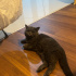 3 yaşında british shorthair kedimi ücretsiz sahiplendirmek istiyorum