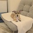 Ücretsiz sahiplenme jack Russell ömürlük yuva fotoğraf