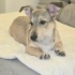 Ücretsiz sahiplenme jack Russell ömürlük yuva fotoğraf