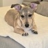 Ücretsiz sahiplenme jack Russell ömürlük yuva fotoğraf