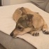 Ücretsiz sahiplenme jack Russell ömürlük yuva fotoğraf