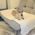 Ücretsiz sahiplenme jack Russell ömürlük yuva fotoğraf