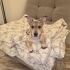 Ücretsiz sahiplenme jack Russell ömürlük yuva fotoğraf