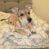 Ücretsiz sahiplenme jack Russell ömürlük yuva fotoğraf