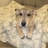 Ücretsiz sahiplenme jack Russell ömürlük yuva fotoğraf
