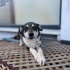 Husky labrador mix yuva arıyor fotoğraf