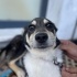 Husky labrador mix yuva arıyor fotoğraf