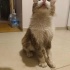 Melez sürmeli oğlumuza ömürlük yuva fotoğraf