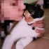 Acil, çok cana yakın calico kedisi fotoğraf